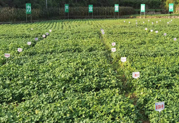开云·Kaiyun体育
水晶鲜粉生产线助力重庆彭水中国苕粉之都建设